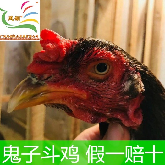 遵义 越南鬼子斗鸡苗。纯种