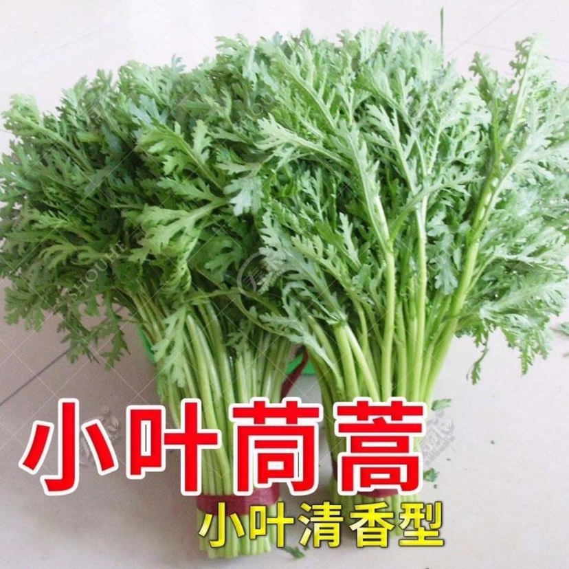 大叶茼蒿种子  皇帝菜种子 小叶茼蒿种子 香味横溢 多次采收