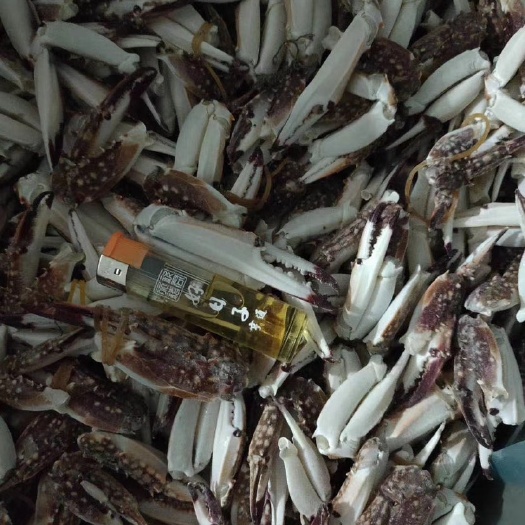 连云港帝王蟹  梭子蟹钳蟹脚中号小号大号蟹腿质量一流大量现货