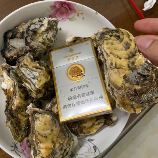 饶平县 2两左右456个生蚝鲜活牡蛎海蛎子新鲜水产 即食海鲜烧烤合