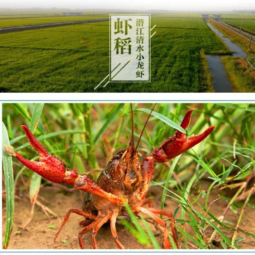 潜江市 湖北潜江鲜活水小龙虾50斤456钱清水中青中红包邮