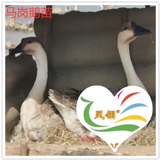 遵义马岗鹅苗