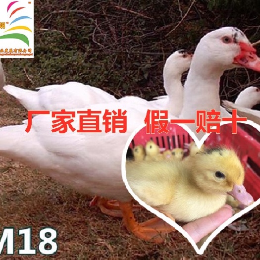 遵义一点头鸭苗 运输保障。质量保证