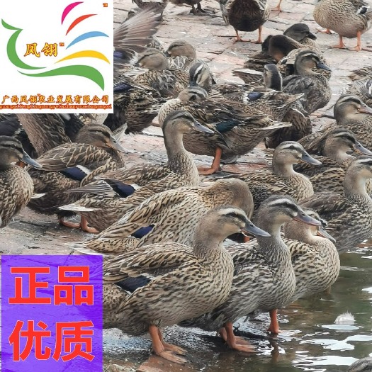 遵义麻鸭苗 纯种苗
