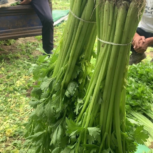 淮安山芹