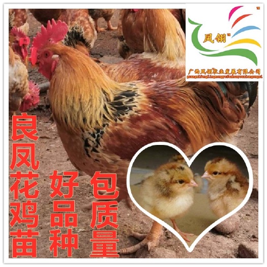 遵义良凤花鸡苗 包质量 包打出壳疫苗