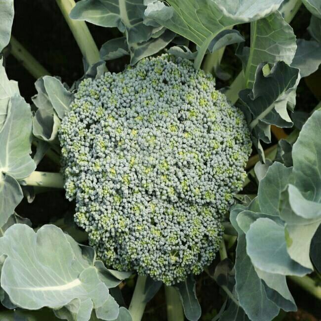 先正达西兰花种子 蔓陀绿青花菜(1500粒)杂交一代青菜青菜