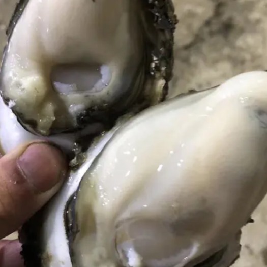 遂溪县湛江牡蛎 壳薄肉肥