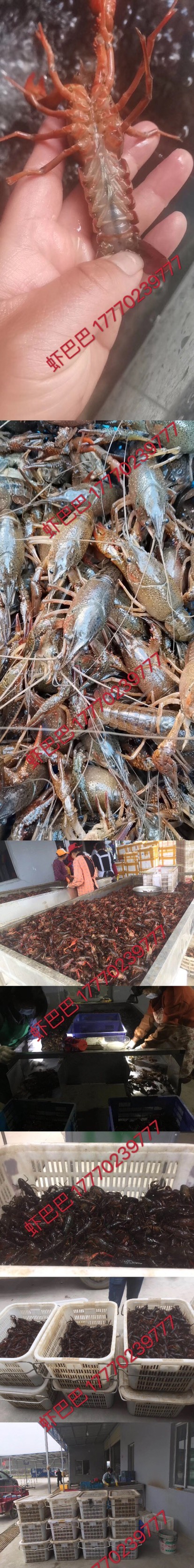 黄梅县湖北清水稻田小龙虾，接受订单、定价。代卖勿扰