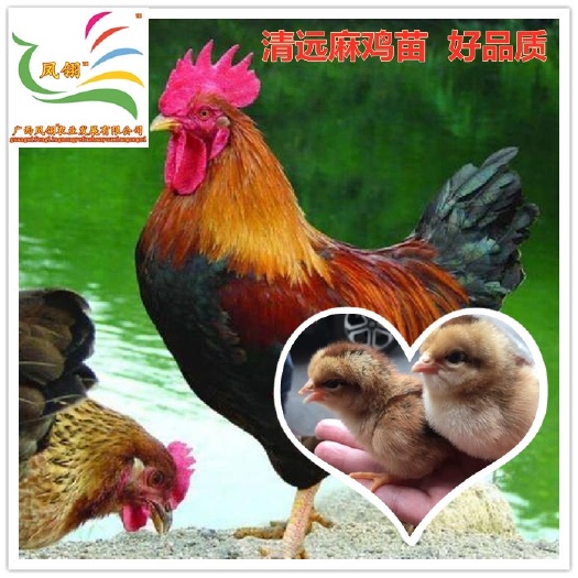 南宁麻鸡苗  纯种苗  包质量运输包路损