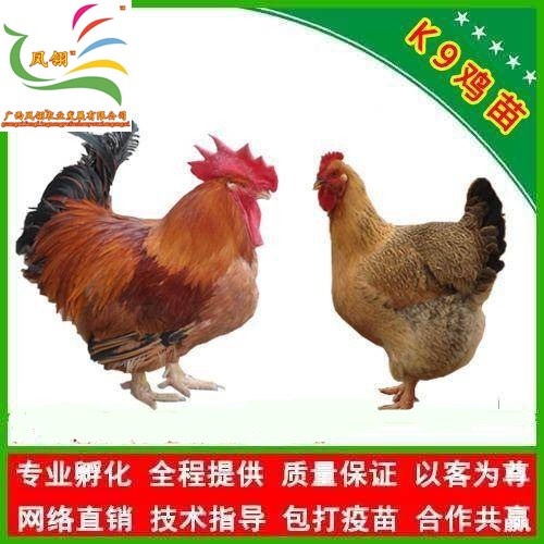 遵义 K9鸡苗 纯正有保障