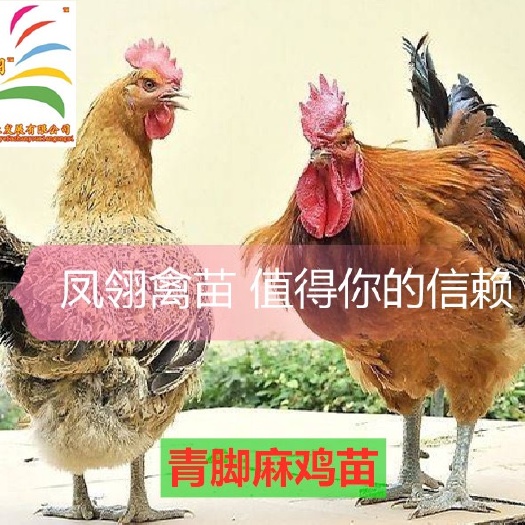 遵义青脚麻鸡苗 青脚麻鸡 正品保障