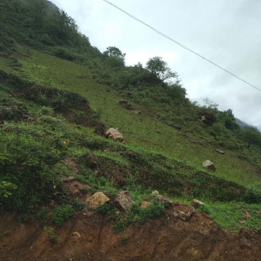 布拖县 高山湿、旱地、适合种中药材产品
