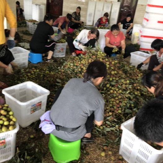 高州市 广东省茂名市高州市根子镇荔枝最大基地