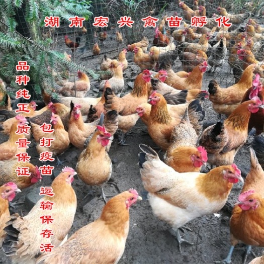 衡阳热销优质青脚土鸡苗黄土鸡苗绿壳蛋鸡苗包运输包打疫苗