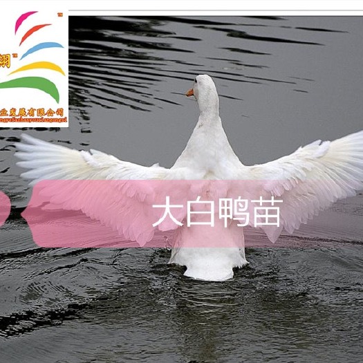 遵义白鸭苗 樱桃谷大白鸭   包纯种包质量