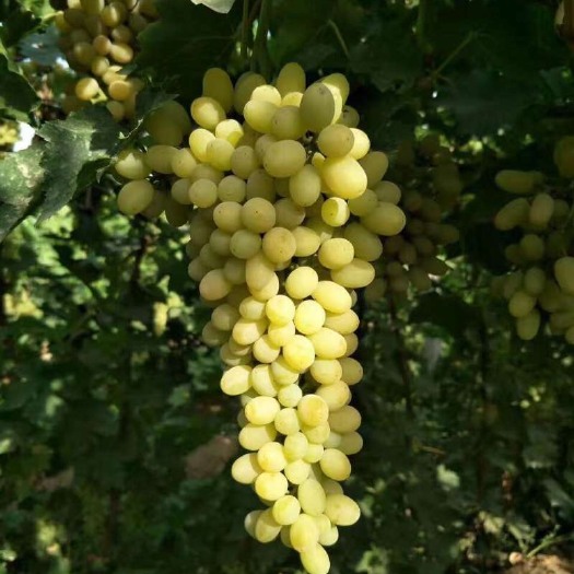 乌鲁木齐无核白葡萄 2斤以上 5%以下 1次果