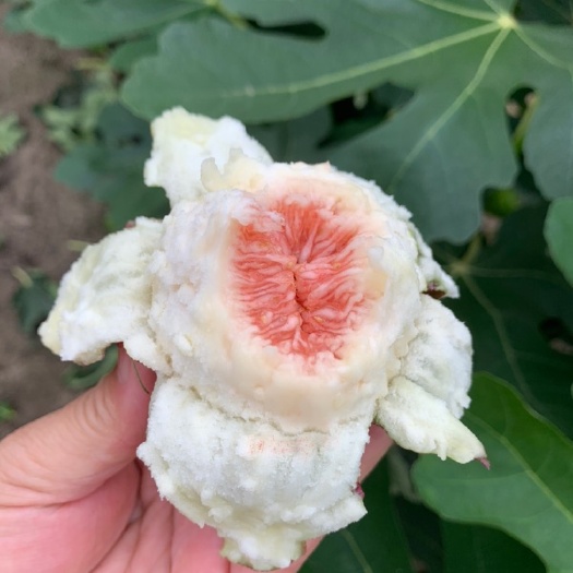 嘉善县玛斯义陶芬 70-80克
