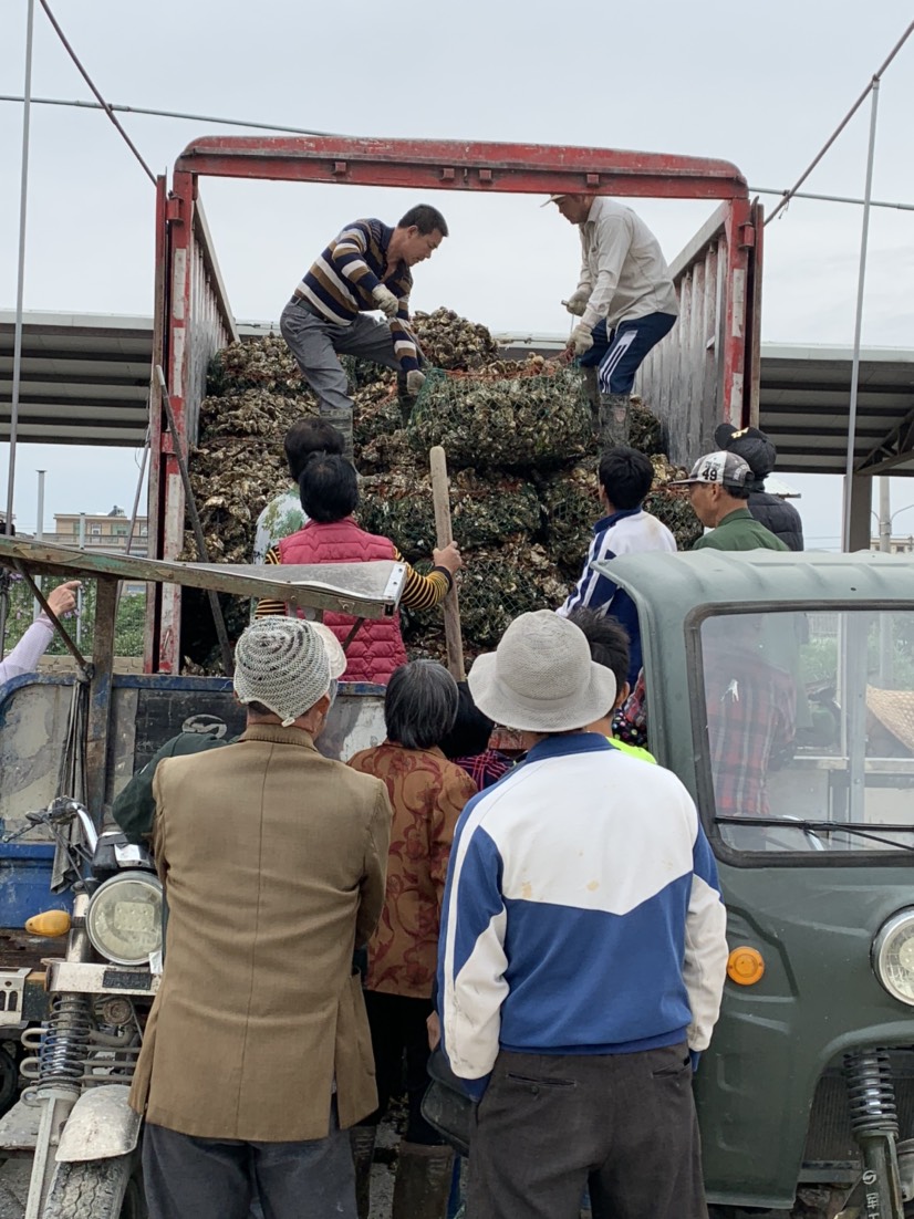  2两左右456个生蚝鲜活牡蛎海蛎子新鲜水产 即食海鲜烧烤合