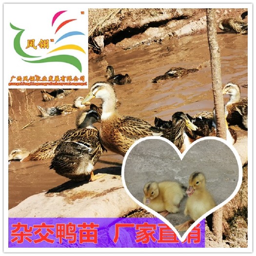 遵义杂交鸭苗 纯种包质量