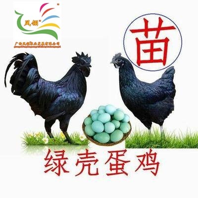 遵义 五黑鸡苗 绿壳蛋鸡苗