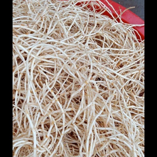 贵阳 鱼腥草大量供货