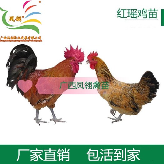 遵义红瑶鸡苗 包打出壳疫苗