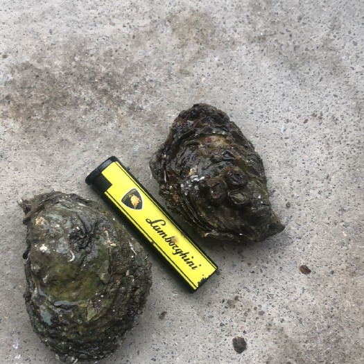 饶平县乳山牡蛎 海水 1-2两/只 鲜活水产