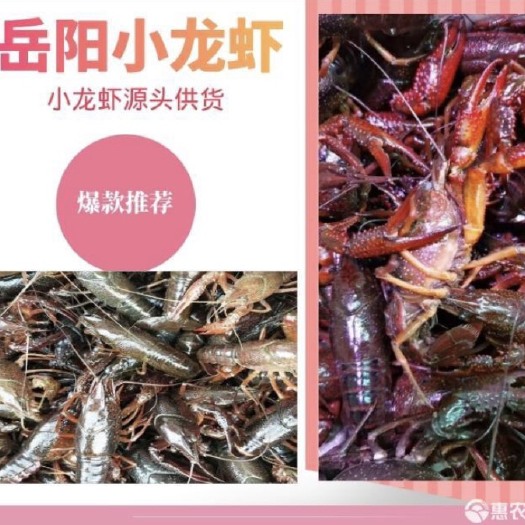 岳阳县 湖南省岳阳市小龙虾直批产地