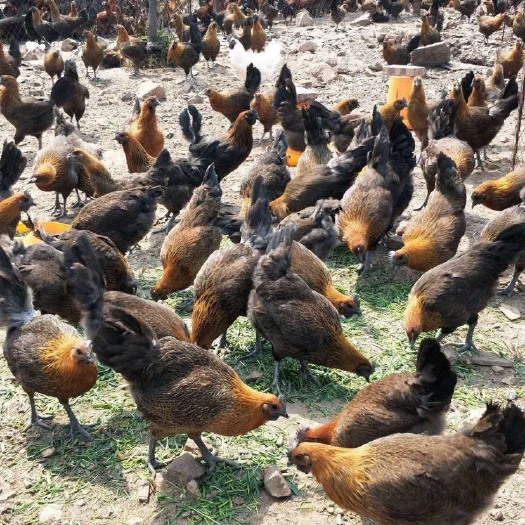 昆明 大快型云南土乌