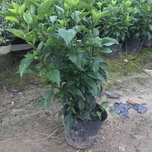 普宁市单瓣大红花  大红花大袋苗朱槿十斤袋50-70高多分枝四季常绿根系发达