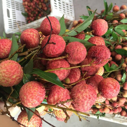 高州市白蜡荔枝 白蜡
