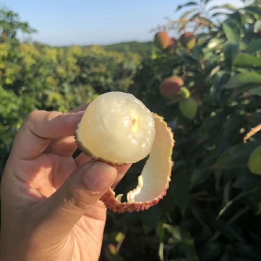 高州市 妃子笑荔枝，自有果场，品质可靠，价格优惠