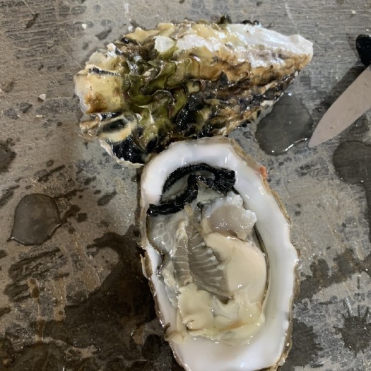 湘潭乳山牡蛎 1-2两/只 海水 鲜活水产