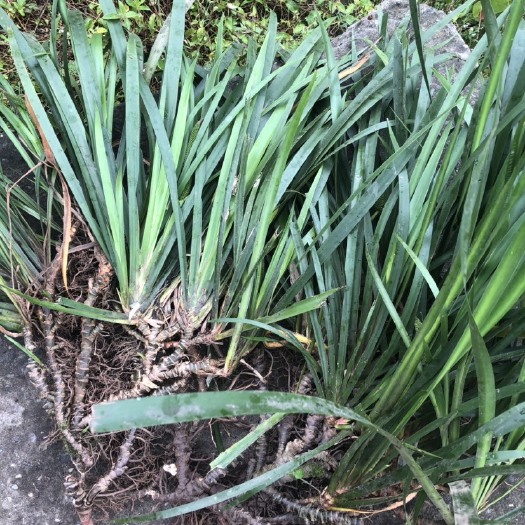 达州 石菖蒲苗