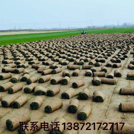 嘉鱼县 精品百慕大、果岭草、马尼拉！用爱服务，用心经营，感谢各位！
