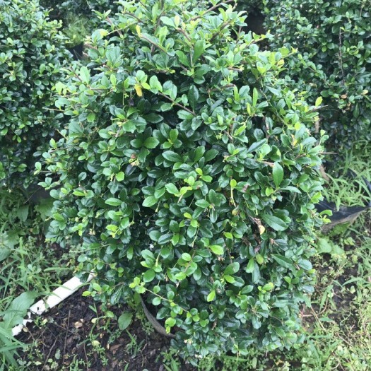 造型福建茶盆栽  福建茶10斤袋适应性强栽培容易生长健壮能耐荫根系发达多分枝