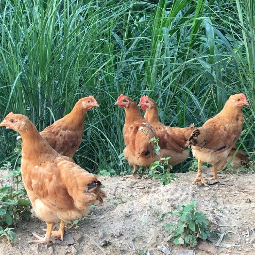 钦州 正宗灵山土鸡苗。￼
