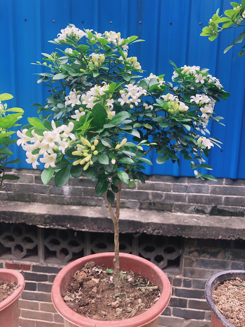 九里香獨杆 四季開花綠植清香驅蚊九里香