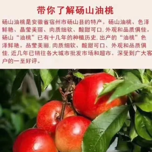 砀山县中油4号油桃 大量出售中油4号，水蜜桃，价格优惠