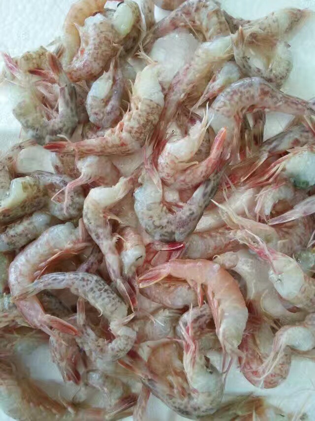 北海去头虾  无头海虾、天然海虾广西北海近鲜虾加工、长期有货有量