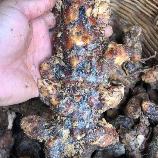 广州 湿土茯苓