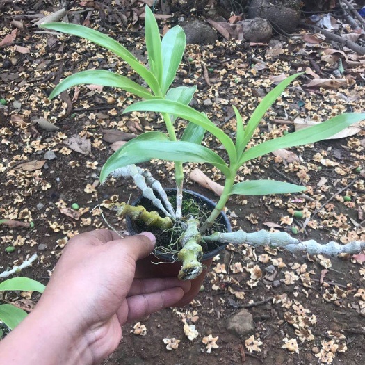 玉龙县 肿节石斛