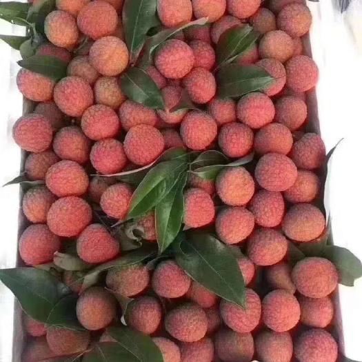 高州市白糖罂荔枝 2cm