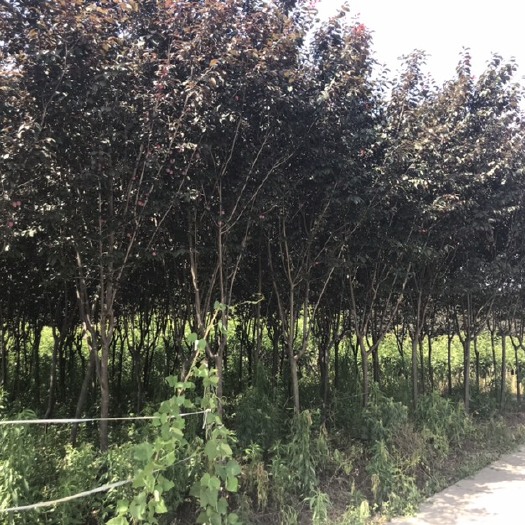 红叶李。5到8公分量大出售