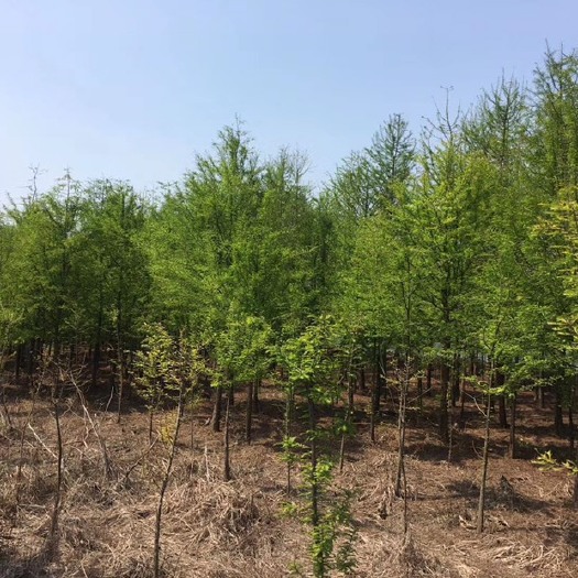 南县普通落羽杉  精品落羽杉，池杉，水杉 树型美，量大从优，欢迎来电