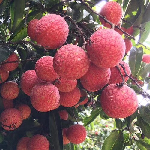 高州市 高州白蜡荔枝