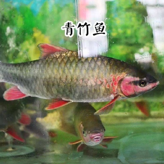 施秉县青竹鲤  竹鱼