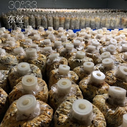大邑县 羊肚菌菌种羊肚菌栽培种