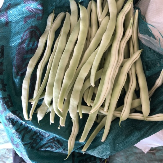 北镇市 大量白豆角现以上市需要请联系